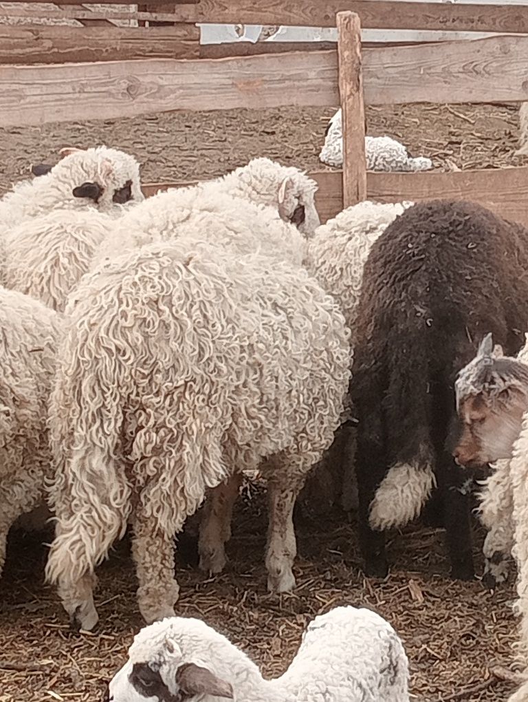 Miei și ies de vânzare