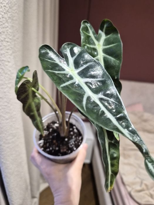 Бамбино алоказия