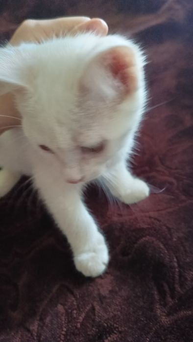 Mushukcha 17-dekabrda 2oylik boʻladi,ozoda,hojatxonaga oʻrgatilgan.