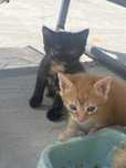 Ofer spre adoptie pui de pisicuta neagra cu pete