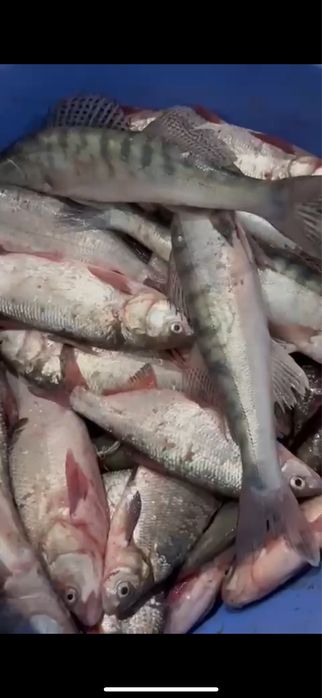 Рыба свежая судак