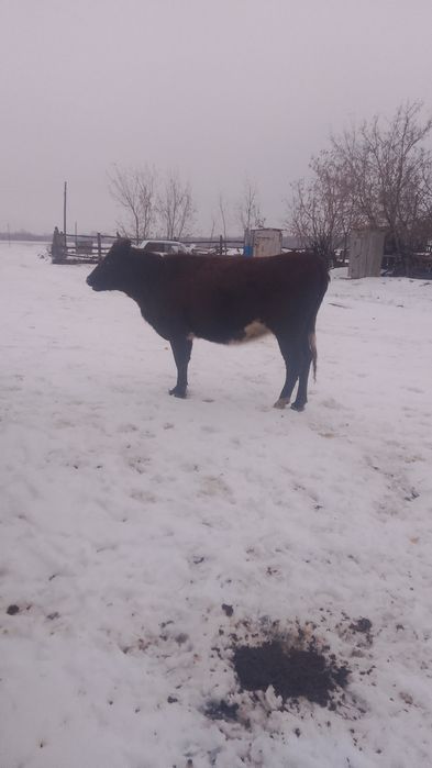 Продам КРС 3х голов