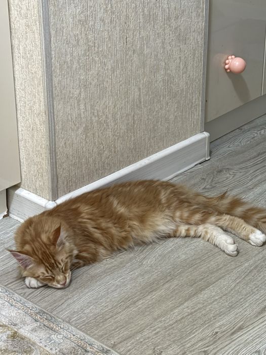 Mейнкун боласи сотилади