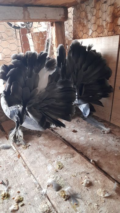 Porumbei voltati indieni