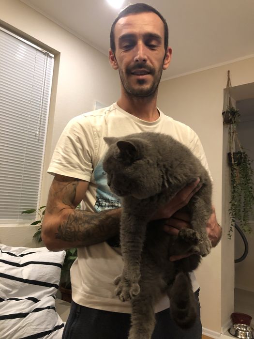 Чистокръвно британско момче на 5 месеца с родословие