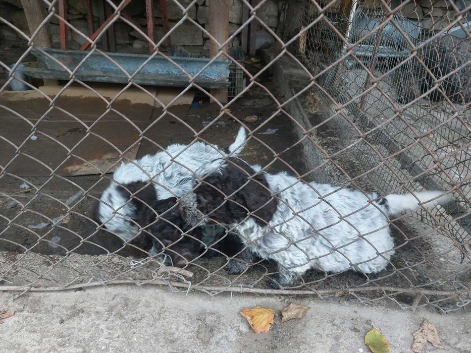 Мъжки Кученца Лагото