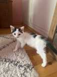 Подарявам котенце на 3 месеца.