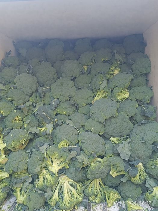 Brokkoli sotiladi sort naksus