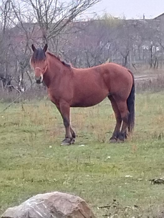 Vînd iapa de 7 ani gestanta de 8 luni