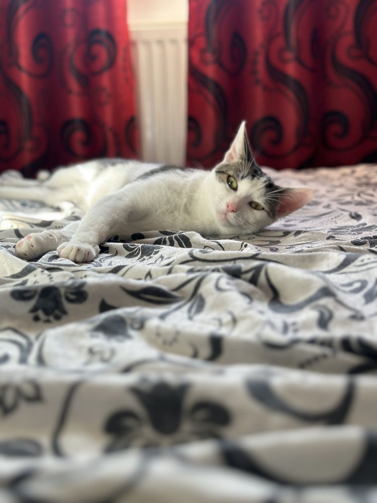 Dau pisica spre adoptie