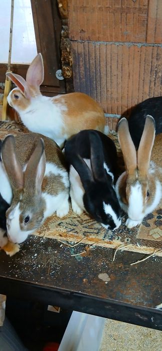 Hycole francez masculi si femele