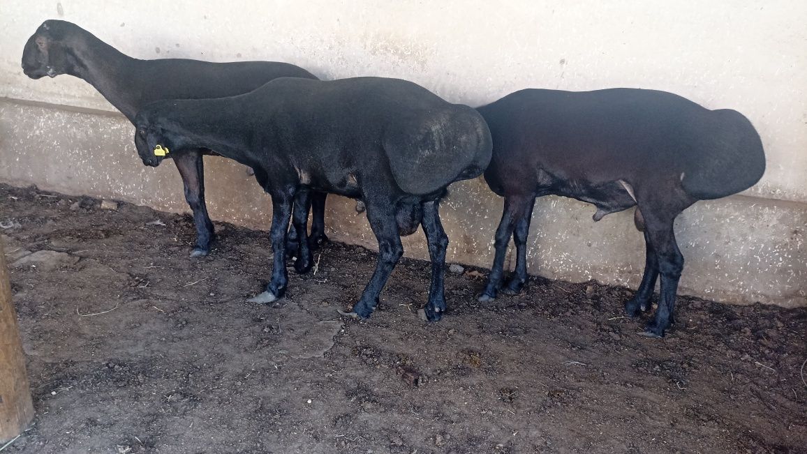 Qora hisori qo'chqorlar 80kg dan 120 Продается большие барабаны