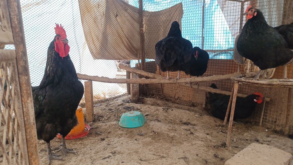 Qora Shahzoda tuhumlari va jojalari