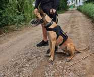 Donez Malinois de paza