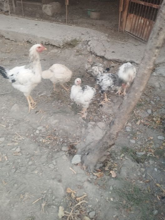 Брама жужалар соглом