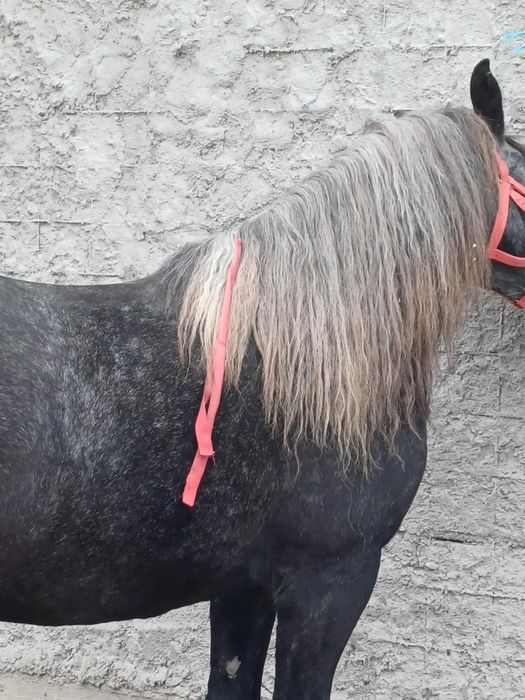 De vânzare iapă învârstă de patru ani foarte cuminte și curată pe pici