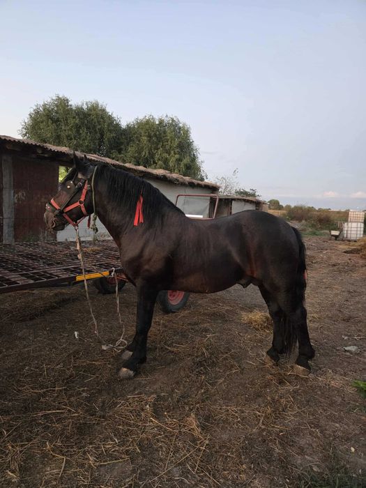 Armăsar de vânzare