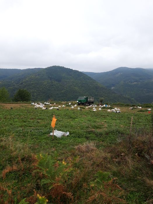 Картофи за консумация