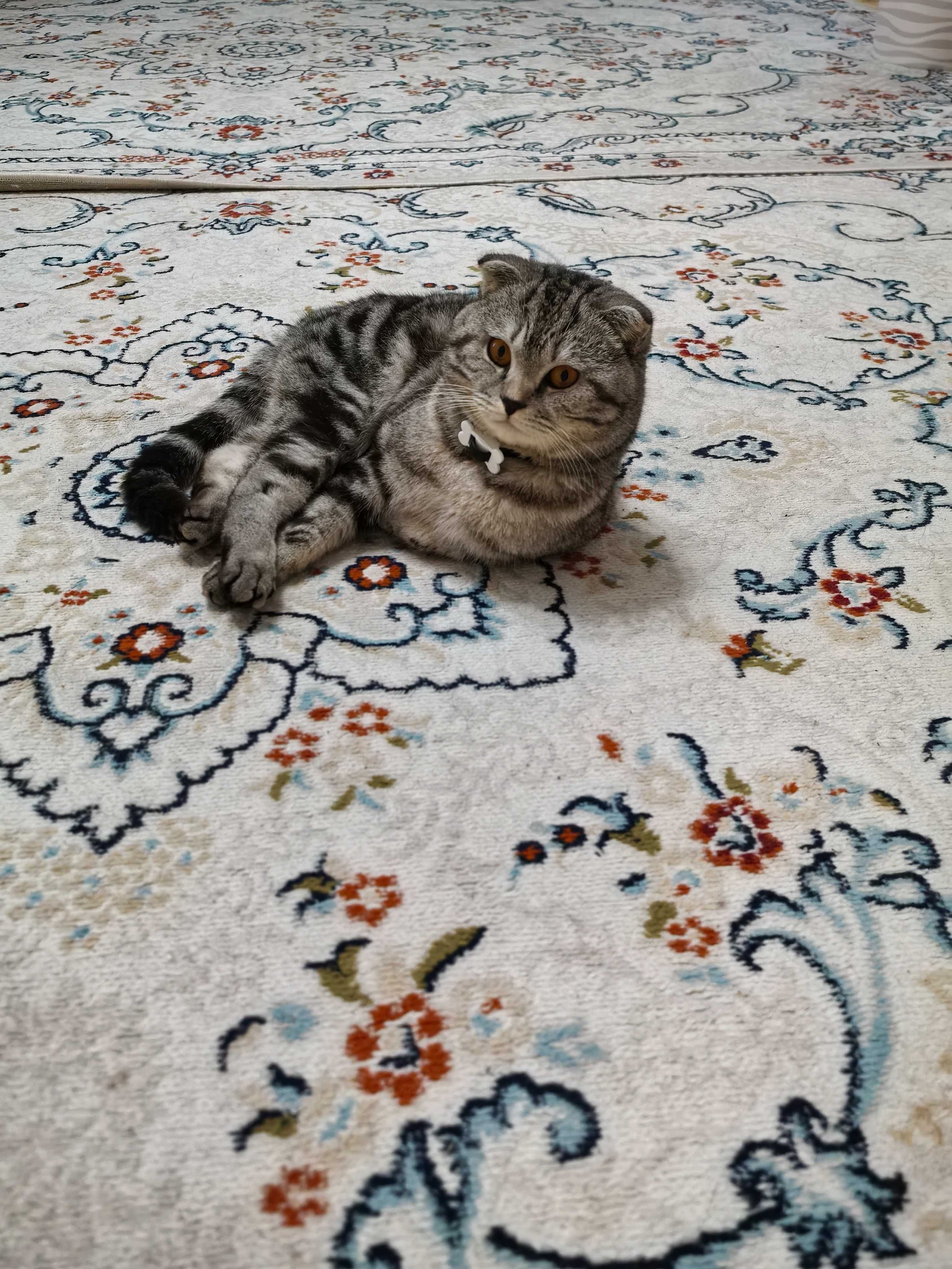 Шотландский вислоухий кот вязка