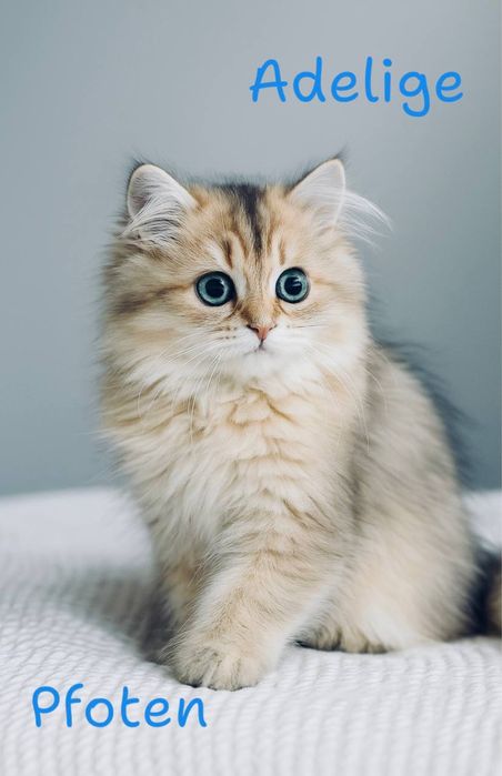 Срочно Британские золотые котята шиншиллы. Официальный питомник.