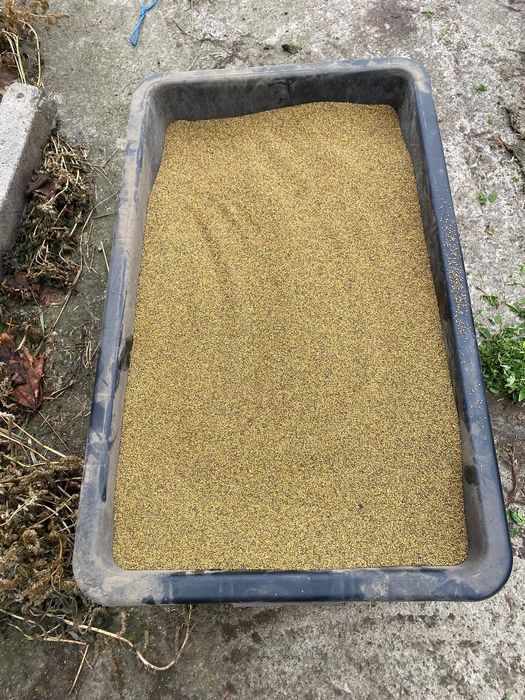 Vand lucerna de talie mare in Arad 15 lei/kg