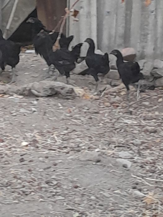 Qora shahzoda tovuq