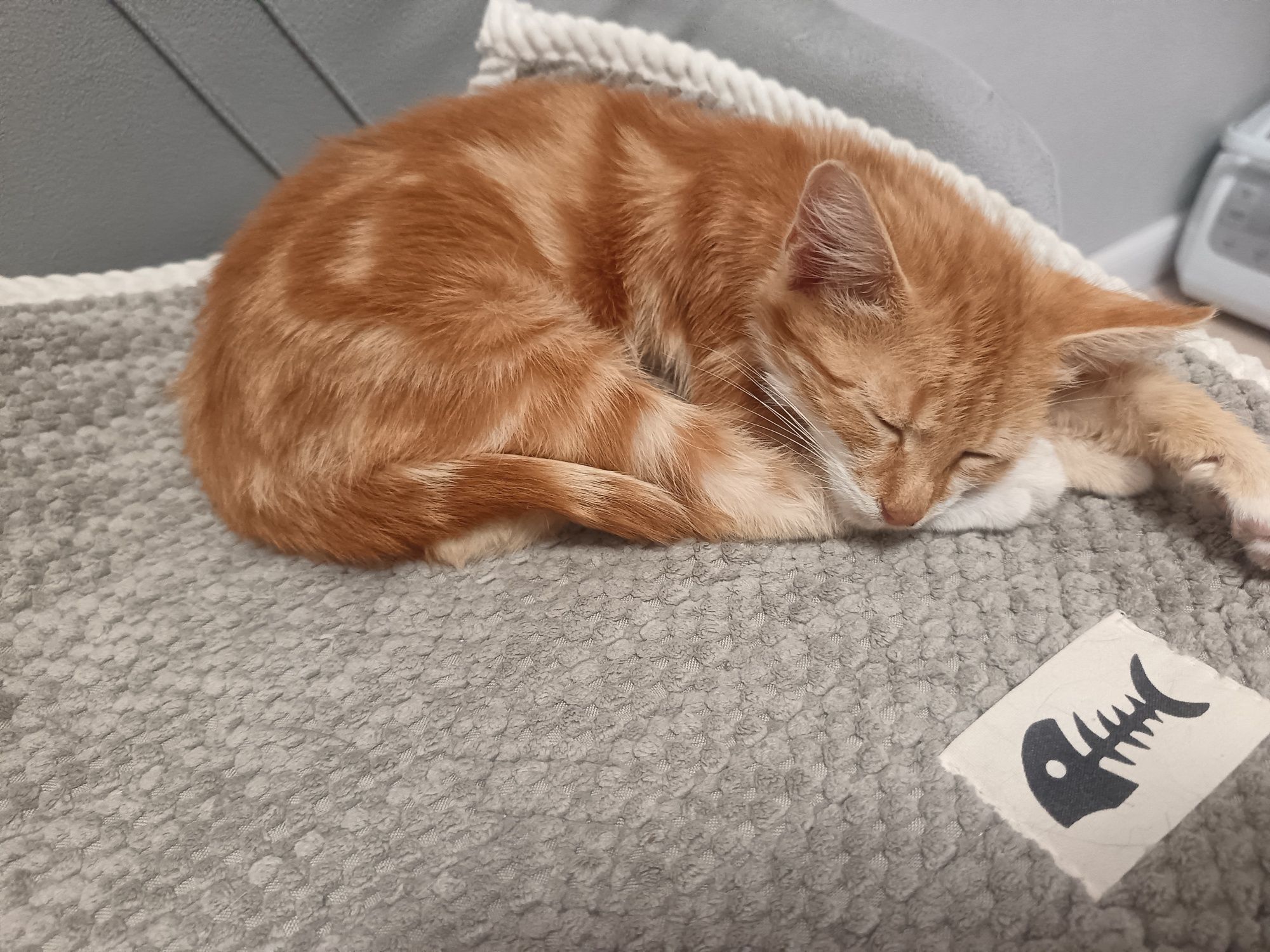 Котята, мальчик рыжий, девочка черепашкового цвета