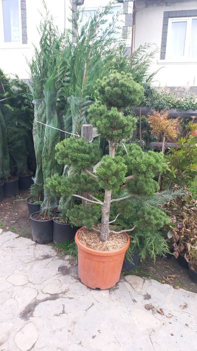 Plante ornamentale pentru o grădină de vis
