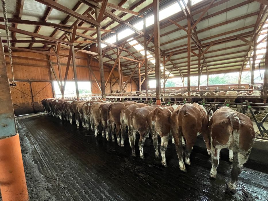 Juninci Bălțată Românească, linie de lapte, genetica TOP