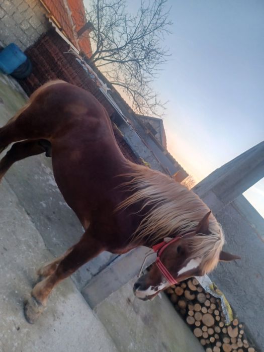 Vand armasar de 3 ani