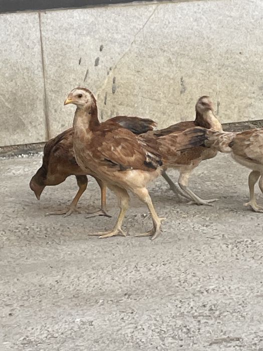 Жужалар сотилади домашний бахорда тухум куяди