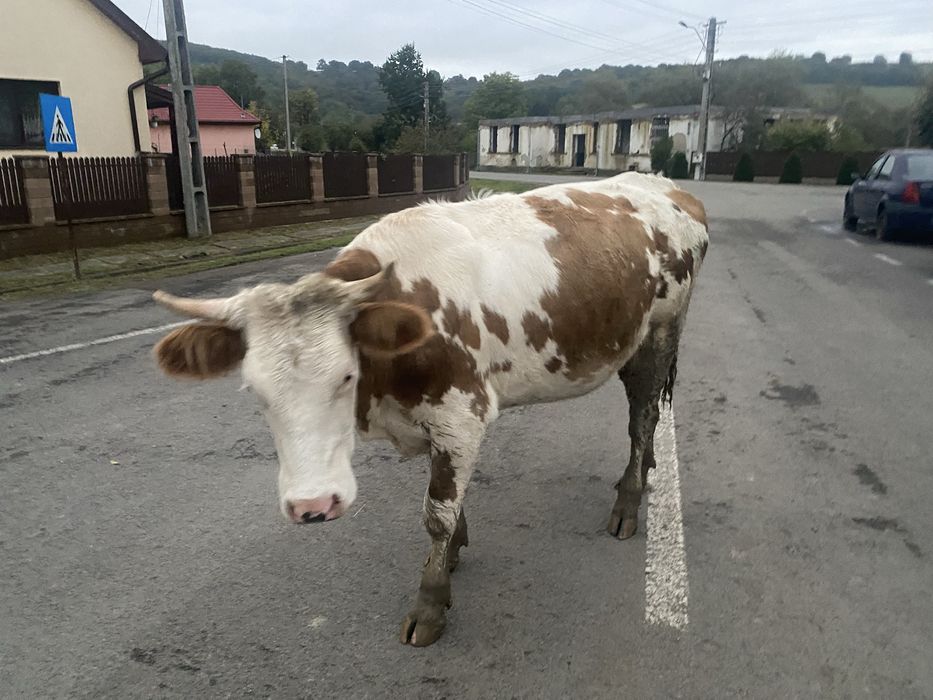 Juninca de vanzare