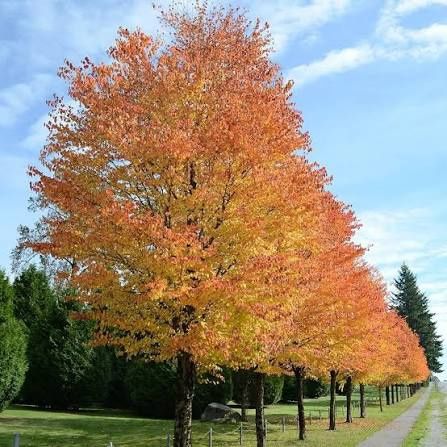 Arborele De Zahar ( Katsura)