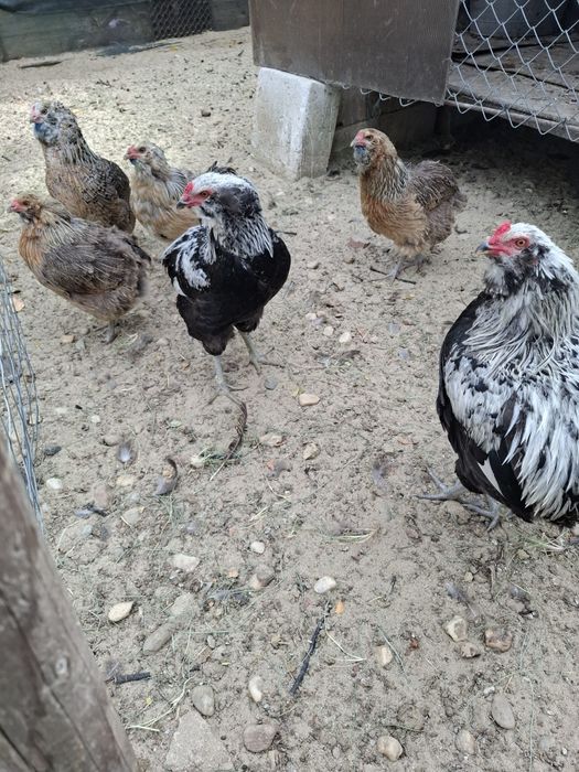 Araucana Silver,  Ouă pentru incubat