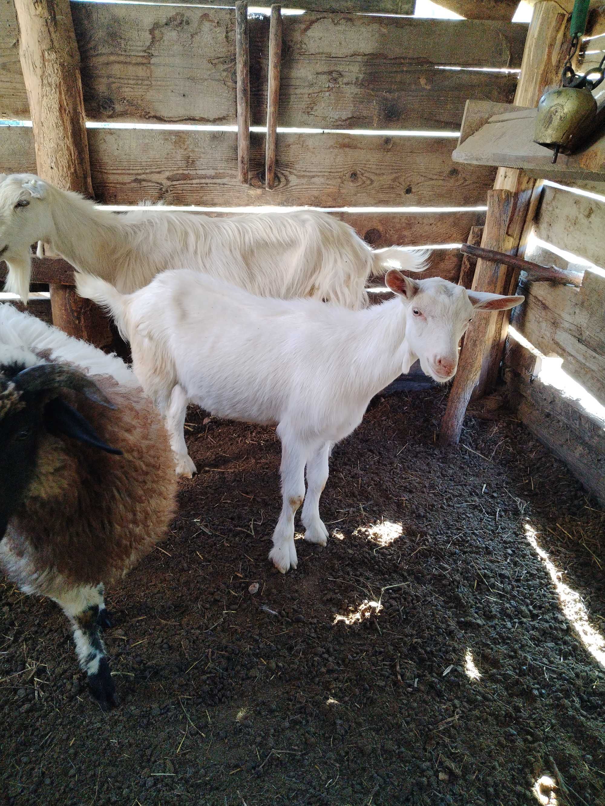 Disponibili tapisori de prăsilă