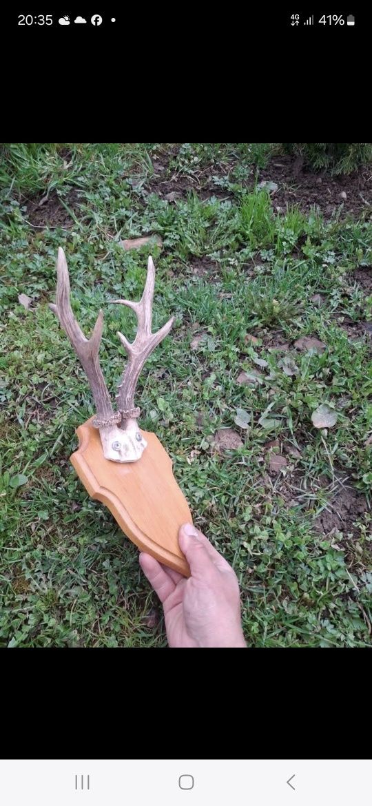 De vânzare coarne căprior