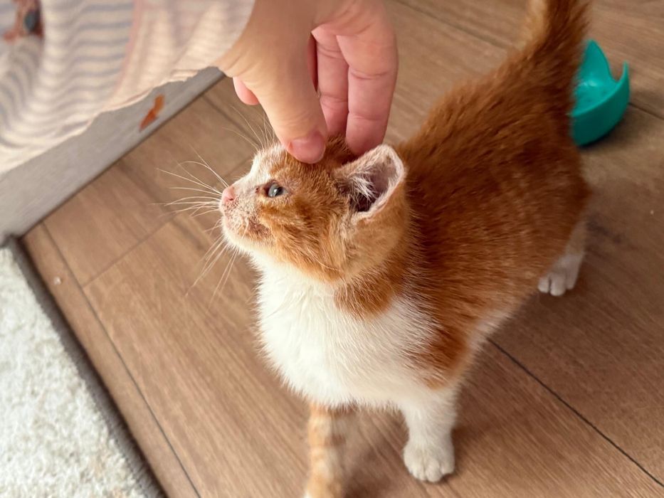 Donez pisicuta de 2 luni blanda