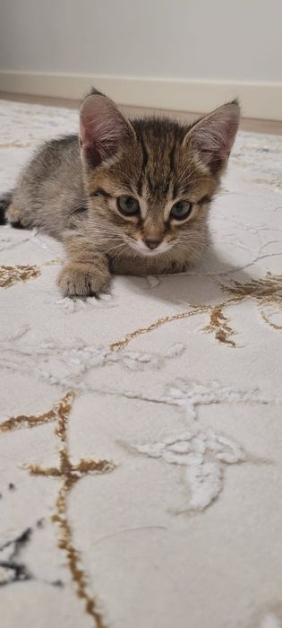 Котёнок девочка приручена к лотку