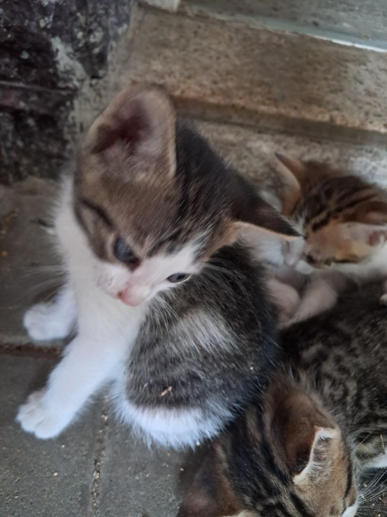 Donez pisici jucăuși