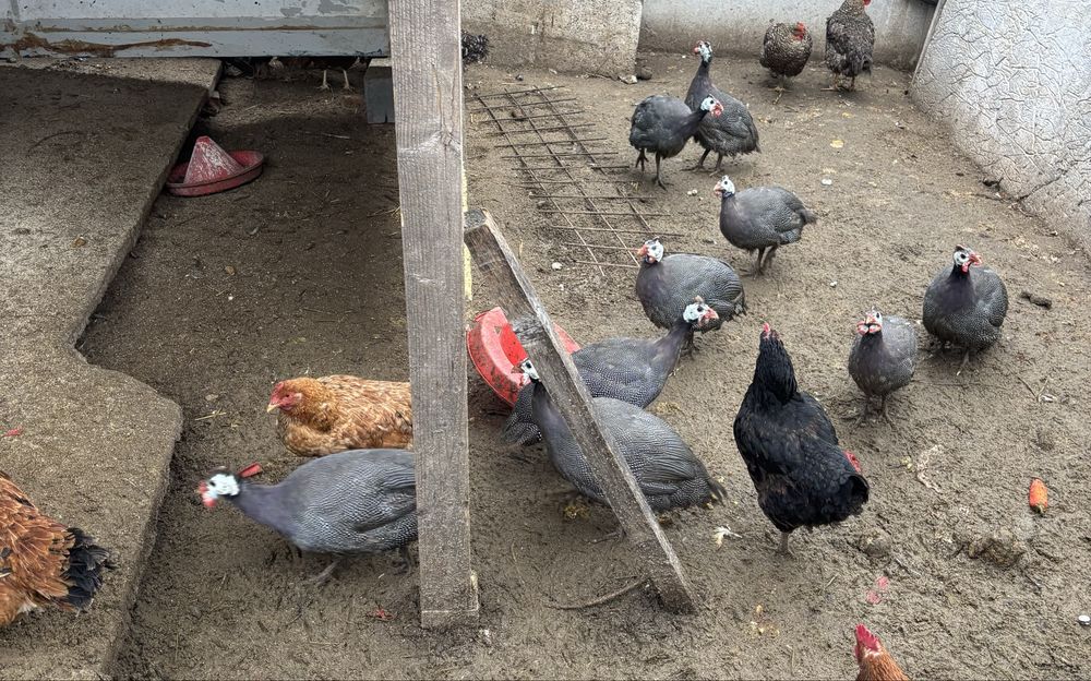 Vand bibilici(câțe)