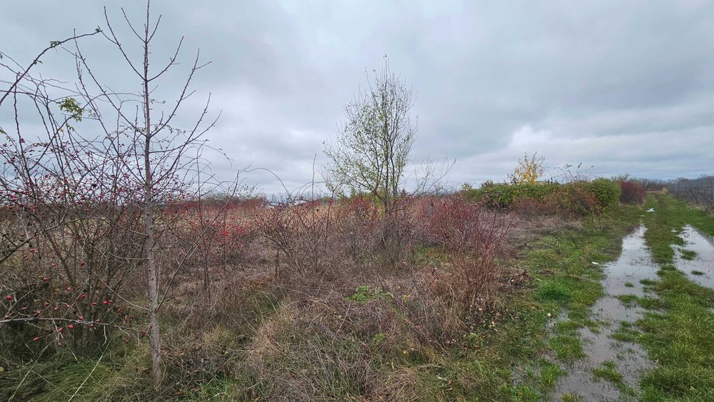 Teren de vanzare 500 mp Silistea Snagovului