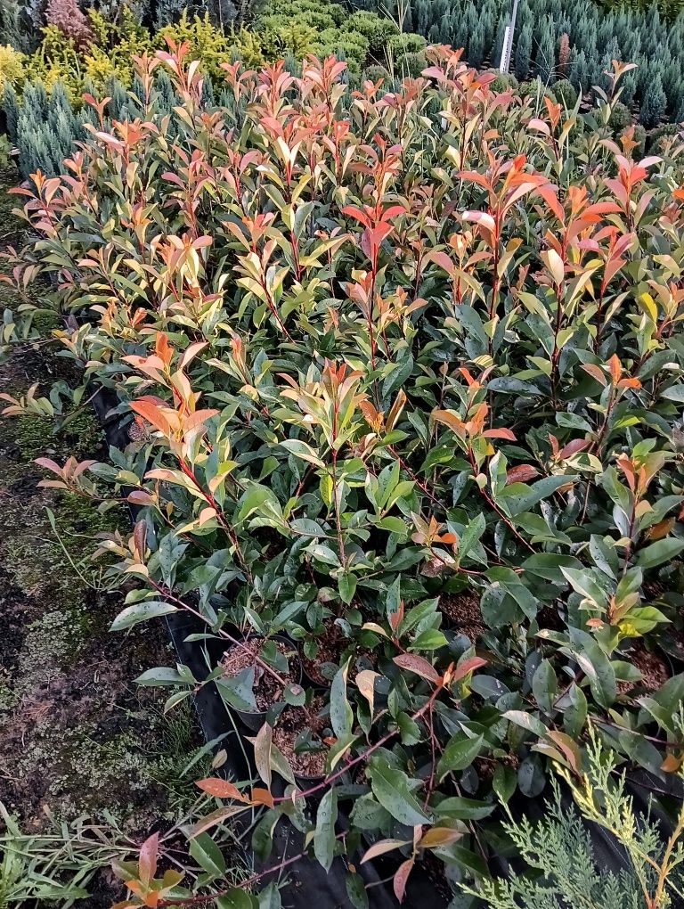 Photinia Red Robin, gard viu