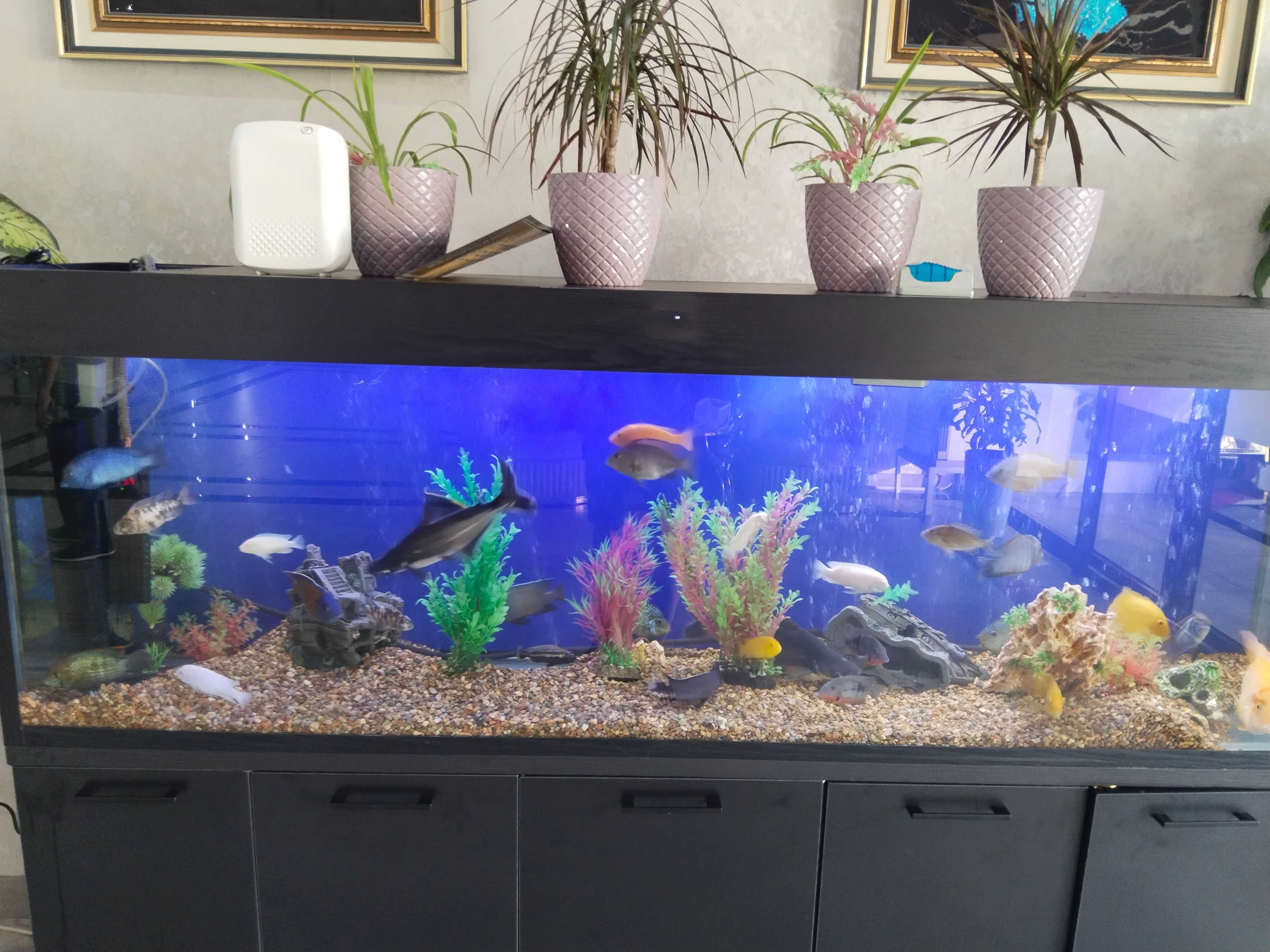 Профессиональная чистка аквариума AQUALIFE