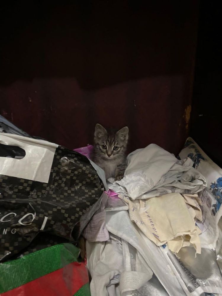котенок тигр египетский мяу
