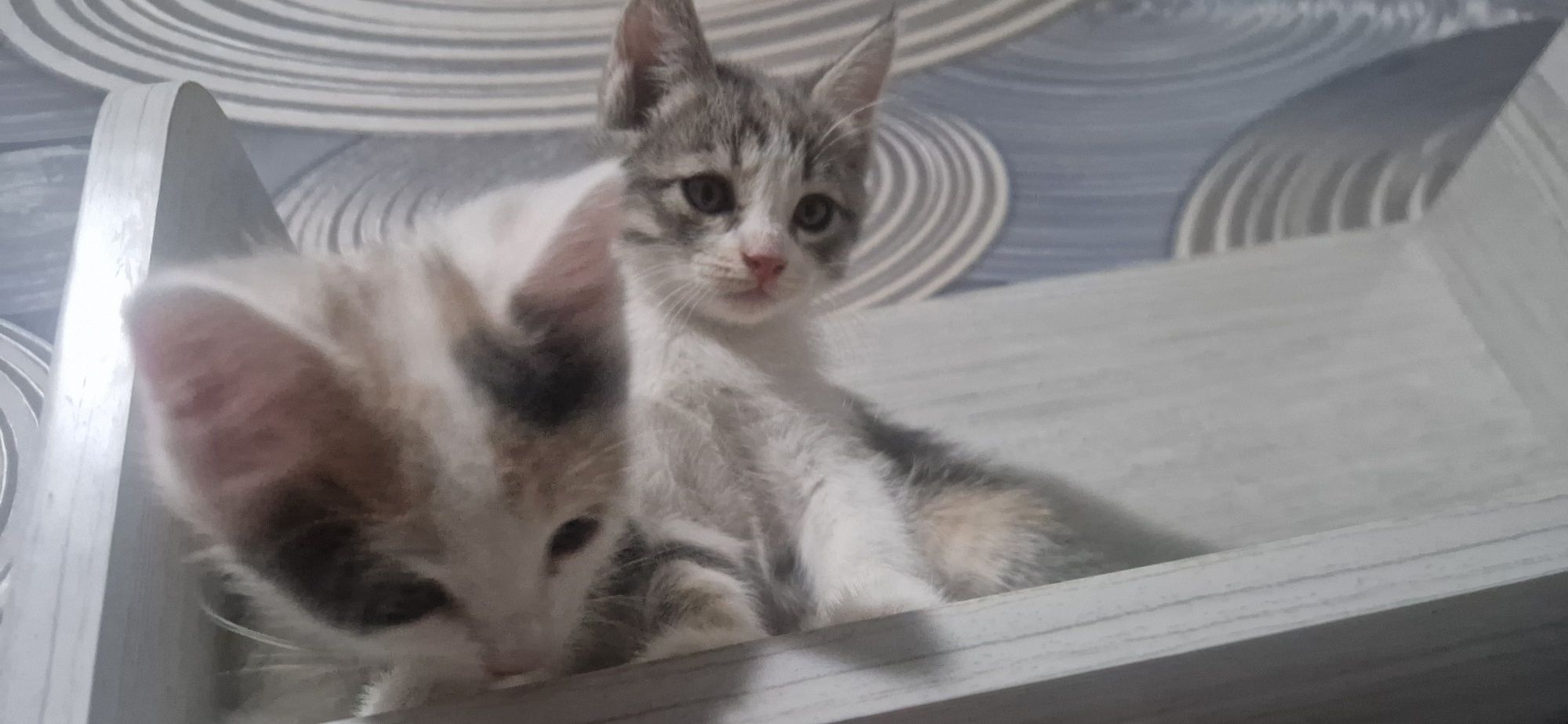 Отдам котят 5 штук 2 девочки 3 мальчика