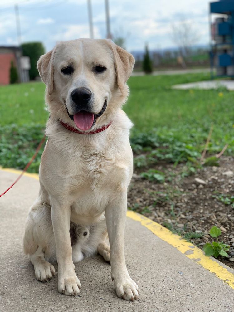 Dresaj canin disciplină,agresivitate si paza