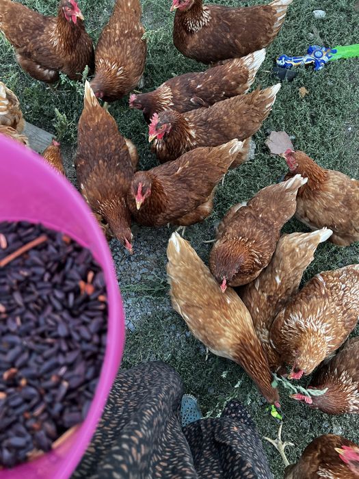 Курица несушка Лаун браун 3000 тг