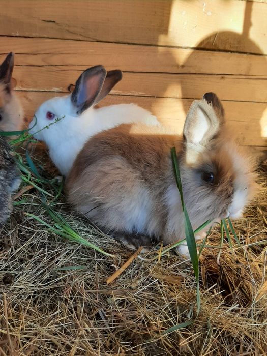 Rate ,Gâște , Cocoși, Iepuri diferite varste si culori