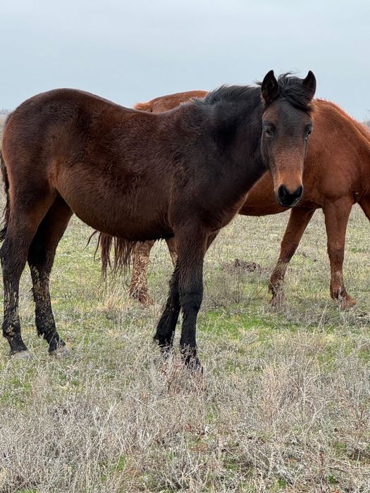 Соғымға заказ қабылдаймыз!