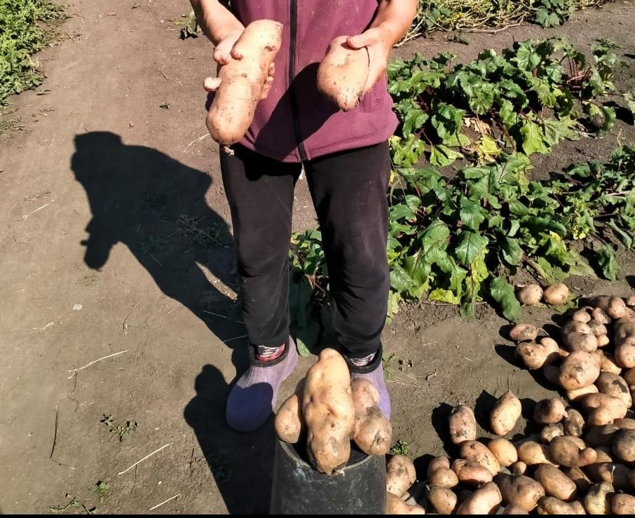 Продам розовый и белый картофель